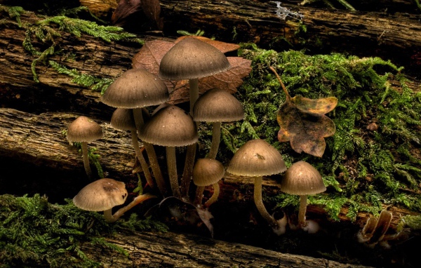 Грибы и мох на стволе дерева