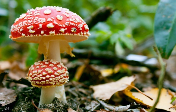 Маленький мухомор под шляпкой большого