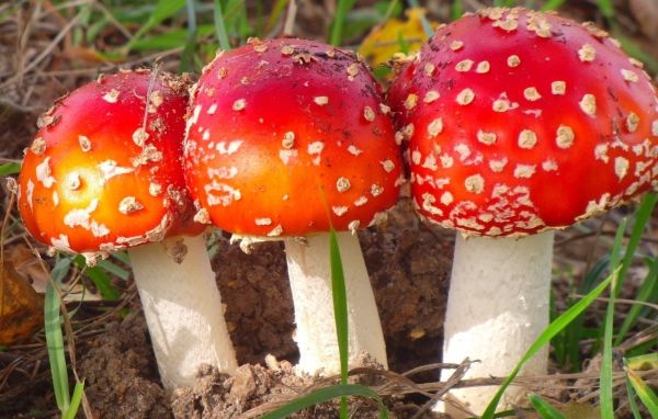 Три красных мухомора в лесу