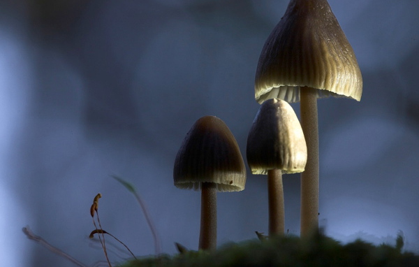 Три гриба зонтика
