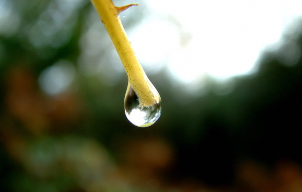 Капля на конце ветки