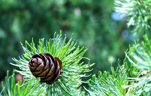 Небольшая шишка на еловой ветке