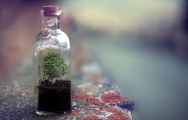 Дерево растет в стеклянной бутылке