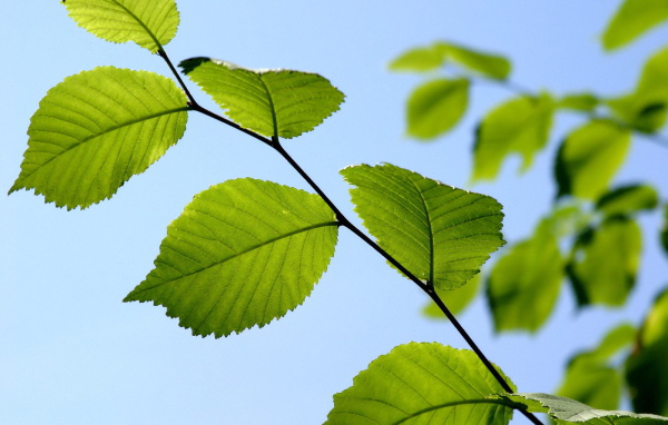 Ветка с зелеными листьями