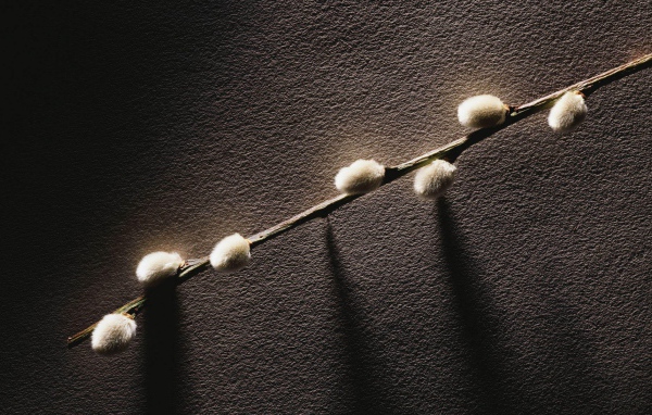 Веточка с весенними почками