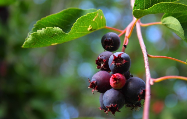 Кисть ягод черники на кусте