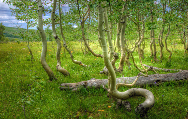 Кривые деревья