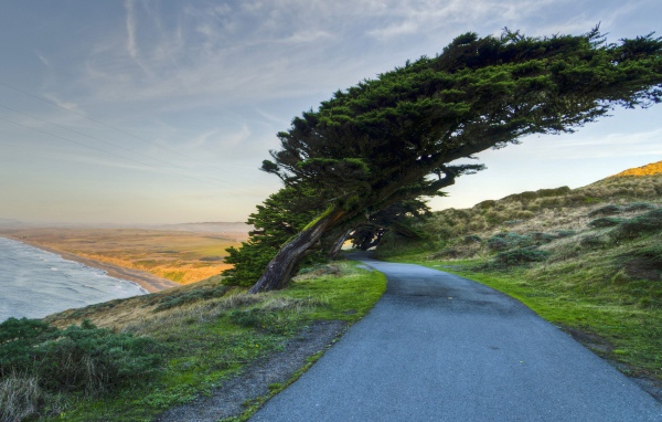 Кипарис на побережье