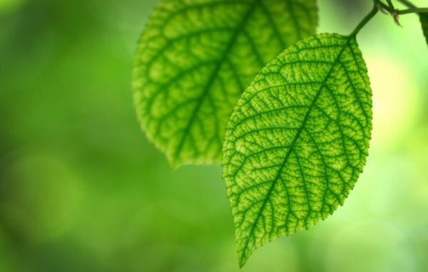 Темно зеленые жилки на светлой поверхности листьев