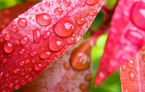 Капли на красных листьях