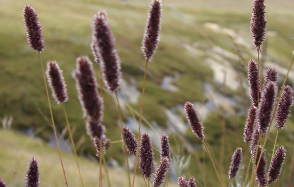 Сухие колоски полевых растений