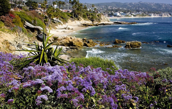 Экзотические растения на берегу моря