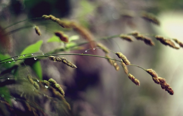 Полевая трава, капли воды