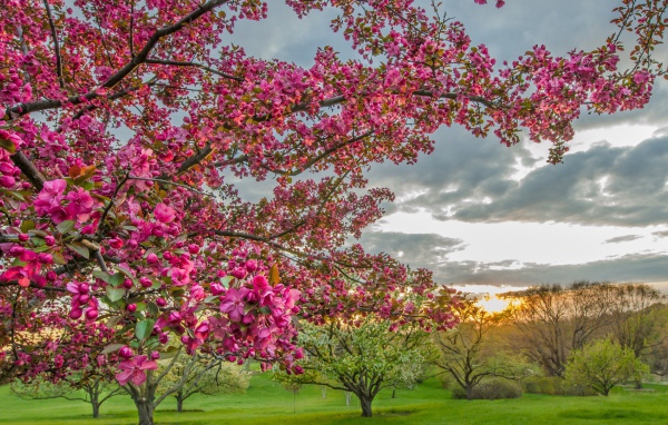 Цветущие деревья в плодовом саду