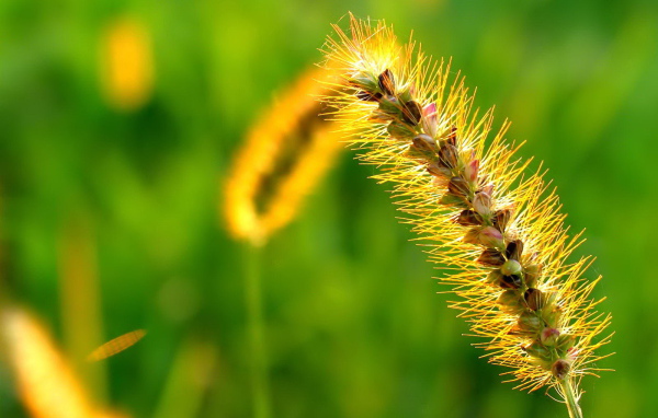 Пушистый колосок