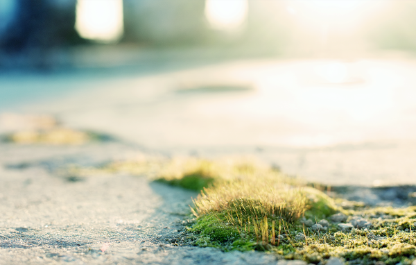 Трава и мох на асфальте