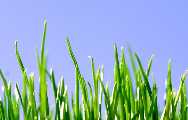Ростки травы