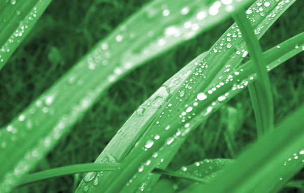Зеленая трава в утренней росе