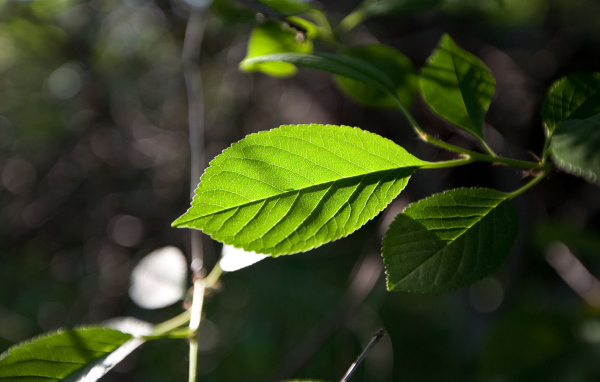 Зеленый лист на солнце