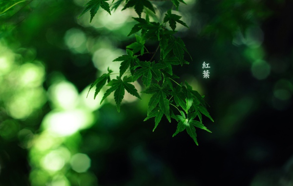 Green leaves, the inscription characters