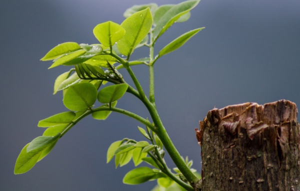 Зеленый росток на обрубке ствола