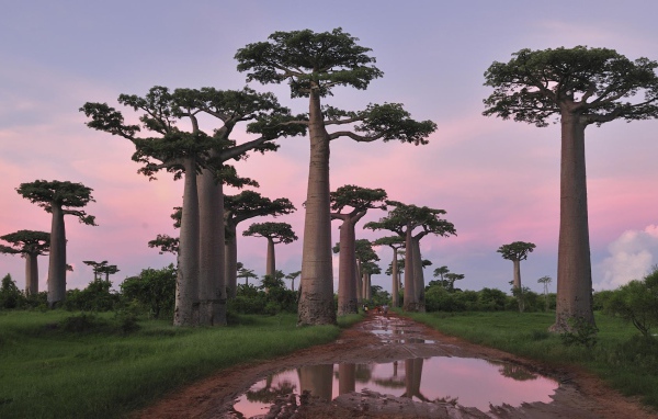 Роща баобабов в Африке