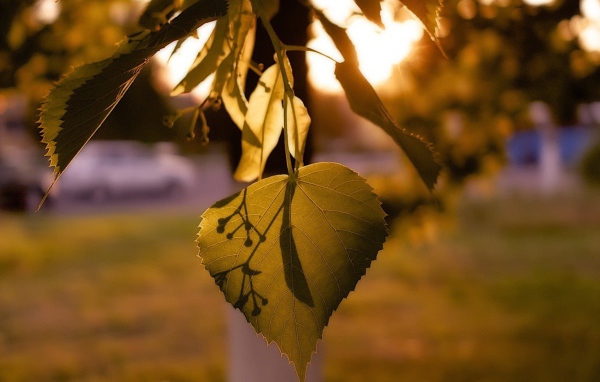 Лист дерева липа освещенный солнцем