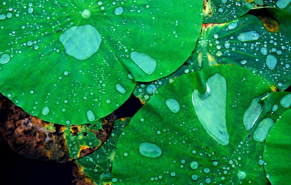 Листья кувшинок в воде