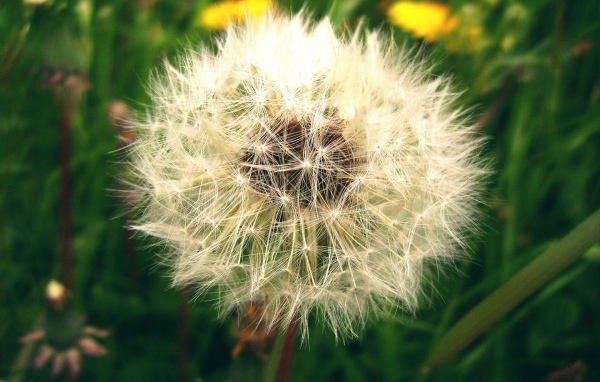 Созревший пушистый одуванчик