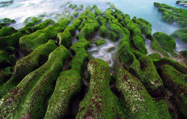 Покрытые мхом камни на берегу на Тайване