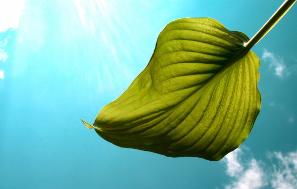 Один листок на фоне неба