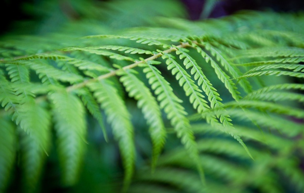 Фото листьев папоротника вблизи