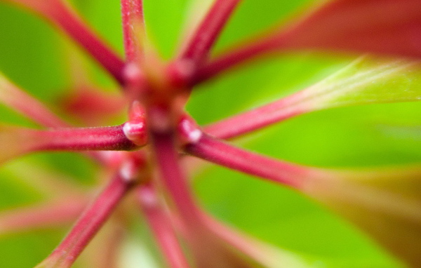 Розовые стебли растения