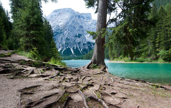 Мощная корневая система у дерева