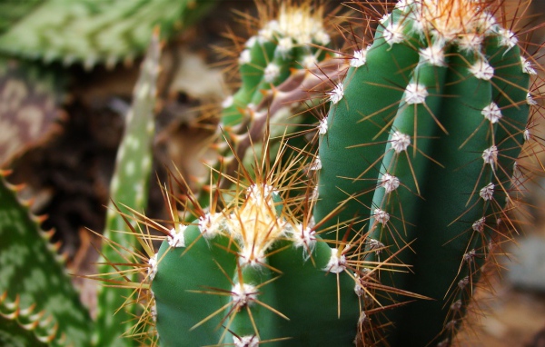 Колючие зеленые кактусы