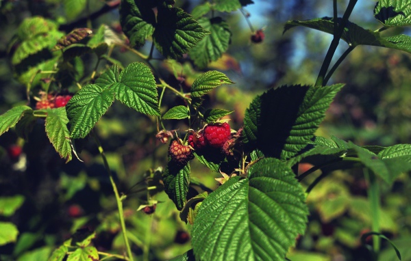 Малина созревает на кустах