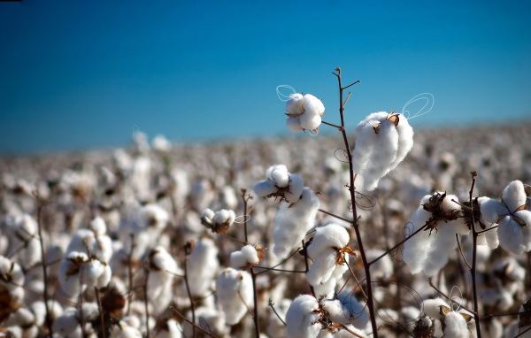 Созревший хлопок