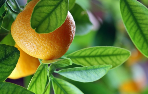 Спелый апельсин на ветке среди зелени