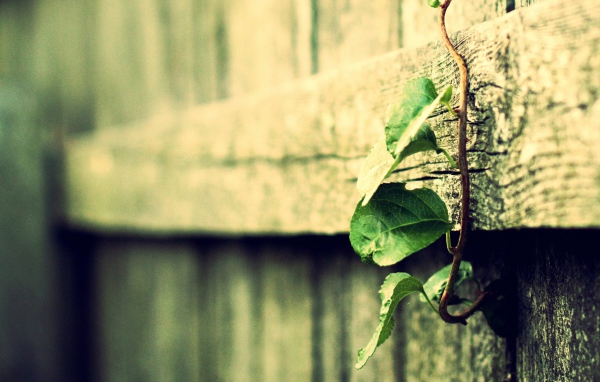 Росток вьется по деревянному забору