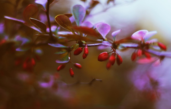 Маленькие красные ягоды на ветке