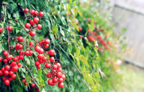 Маленькие красные ягоды на кустах
