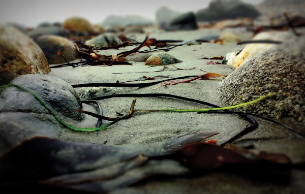 Скудная растительность на камнях скал