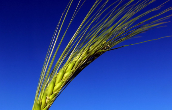 Колос на синем фоне