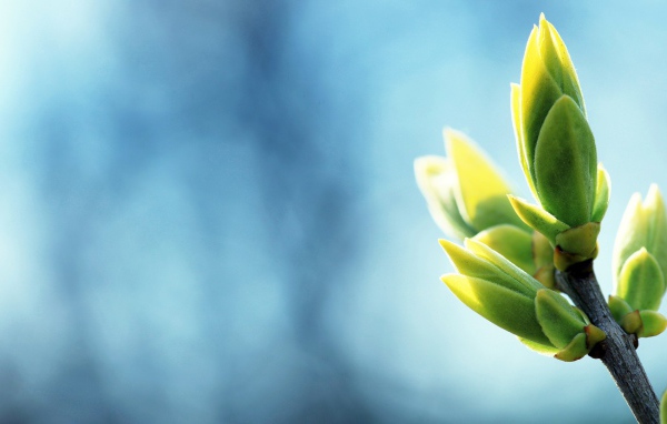 Распускаются весенние почки