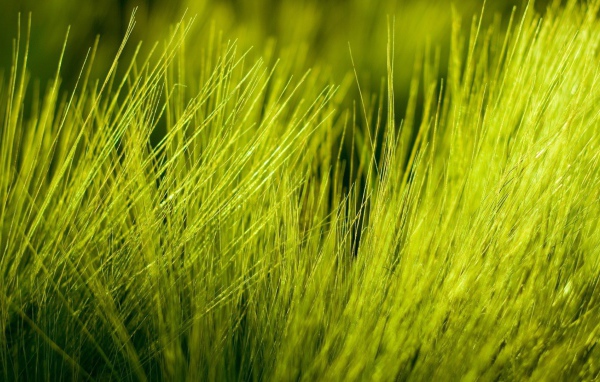 Нежно зеленые ростки пшеницы