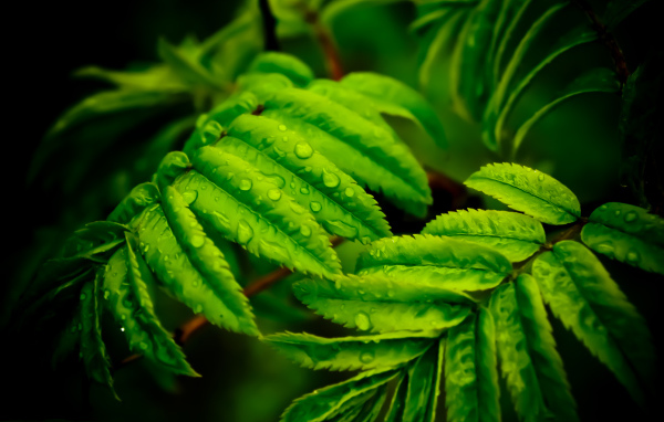 Капли на листьях папоротника