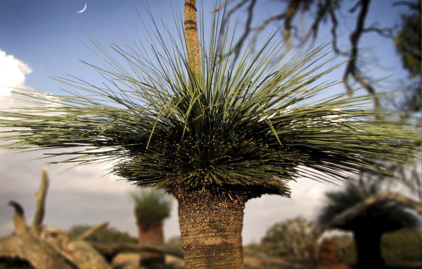 Оригинальные деревья