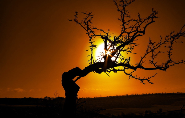 Силуэт дерева