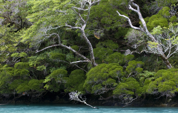 Деревья наклонились по ветру