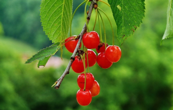 Гроздь полупрозрачных вишен